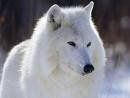 Immagine profilo di lupa_bianca